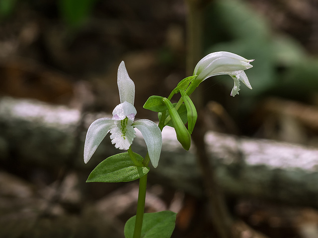 Triphora trianthophora (Three-birds orchids)