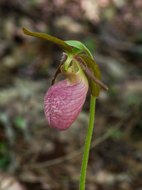 Cypripedium acaule (Pink Lady's-slipper orchid)