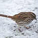 Song Sparrow