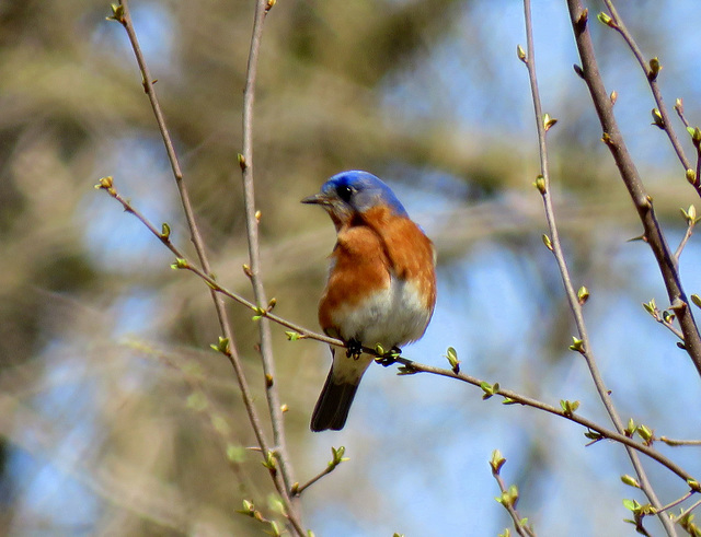 Eastern Bluebird (Sialia sialis)