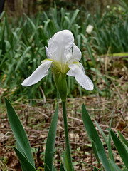 Iris florentina in the garden