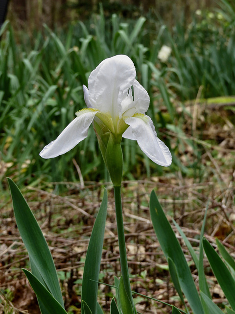 Iris florentina in the garden