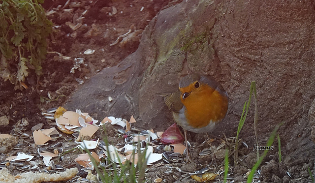 Le plus fidèle de mes amis