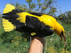 Loriot d'Europe qui vient d'être bagué (Oriolus oriolus) - Lieu : île de Ventotene (Italie) - Photo : ÎleVita (2018) - Creative Commons Attribution - Share Alike 4.0 International.