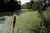 Typha latifolia, Odeleite