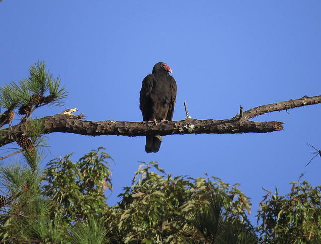 Turkey vulture