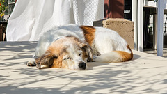 Jack Russell Terrier Clifford