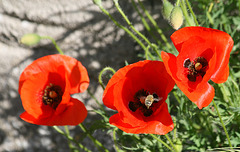 Visite matinale