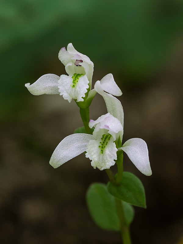 Triphora trianthophora (Three-birds orchids)