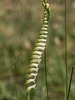 Spiranthes laciniata (Lace-lip Ladies'-tresses orchid)