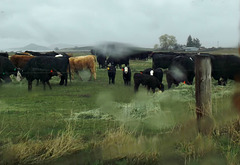 White-faced calves in the rain