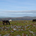 Dartmoor Landscape with Ponies
