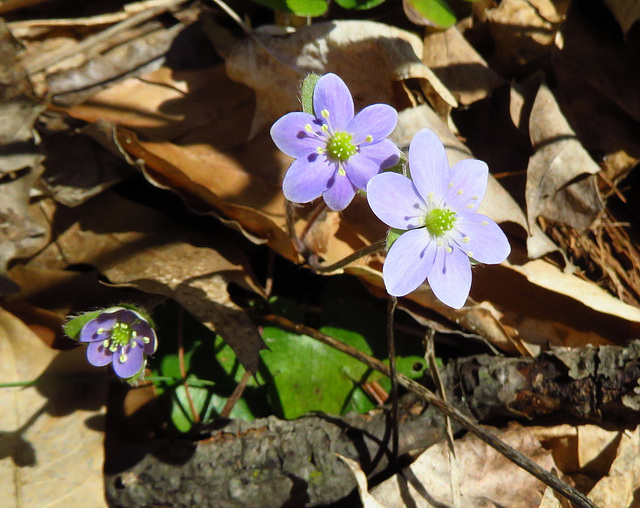 Round-lobed Hepatica