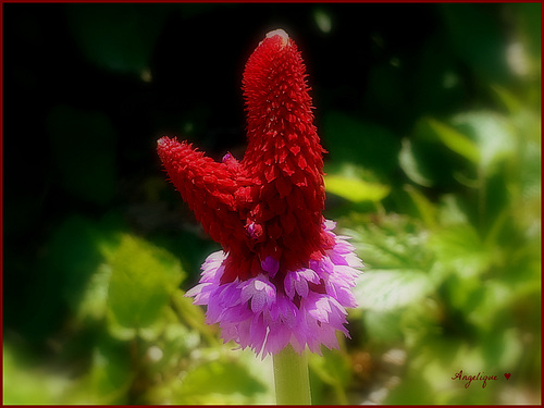 Primula vialii ...........Pour Marie-Claire ..........!