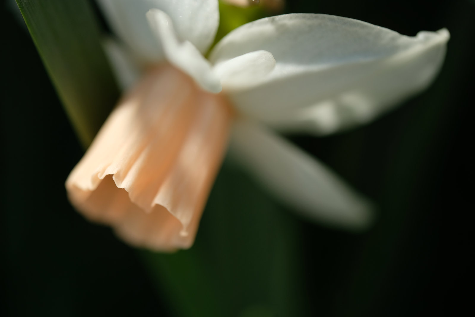 DSCF5468