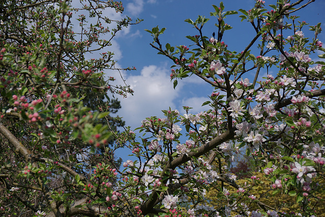 Apfelblüte