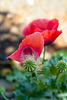 The Poppies Which Popped Up