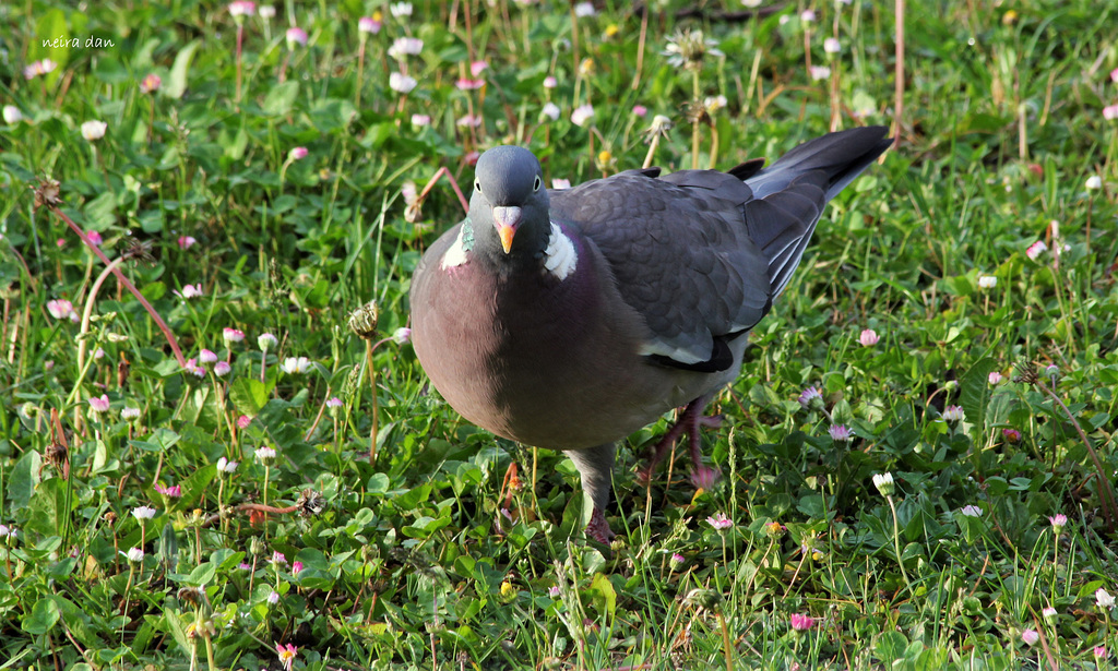 Pigeon ramier (2)