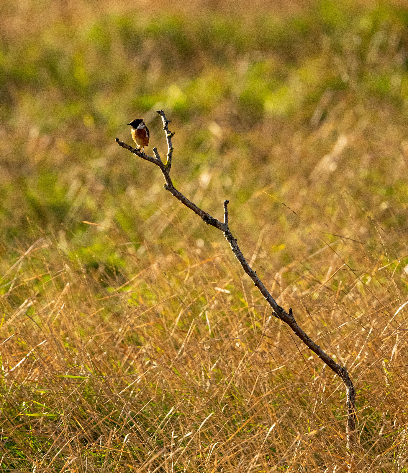 Stonechat