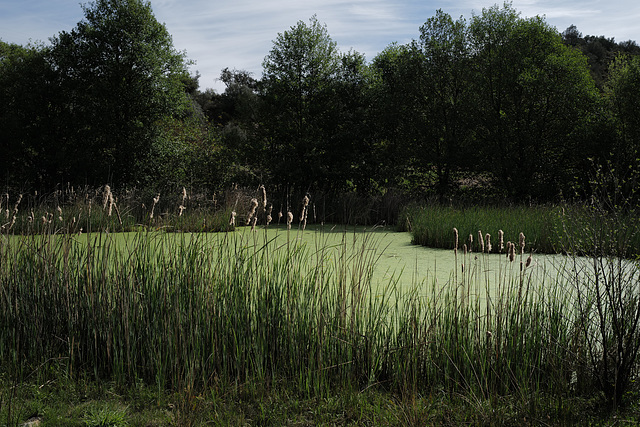 Typha latifolia, Odeleite