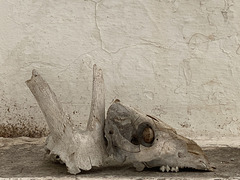 Nature Morte