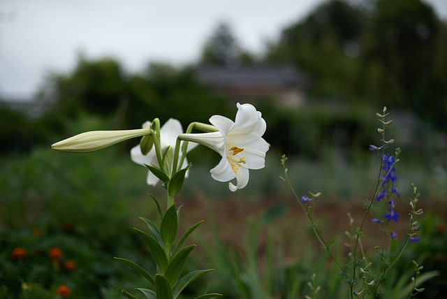 Lily