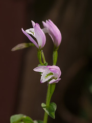 Triphora trianthophora (Three-birds orchids)