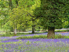 Bluebell Woods 3