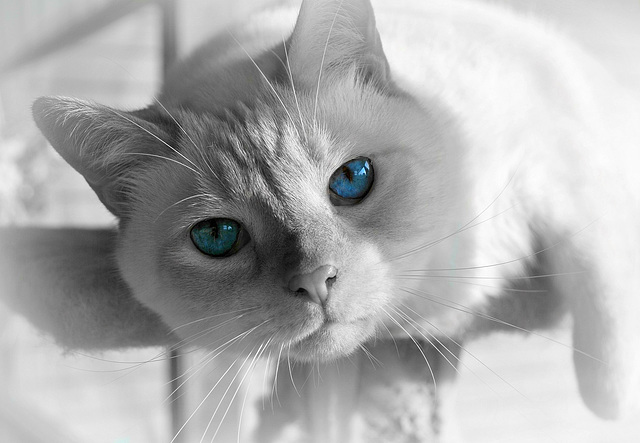 Blue Eyes