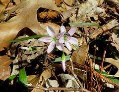 Spring Beauty, so tiny.