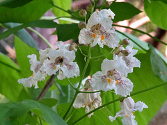 Catalpa flowers