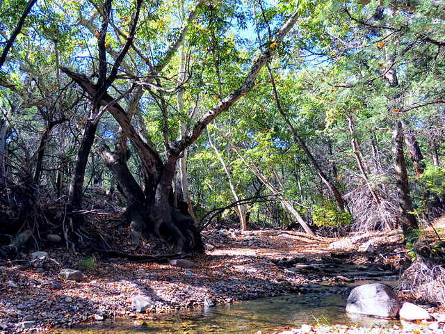 Cave Creek