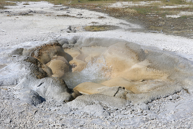 Shell Spring