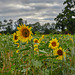 Local Sunflower field near me