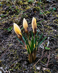 Vorboten des Frühlings  (PiP) Vorboten des Frühlings  (PiP)