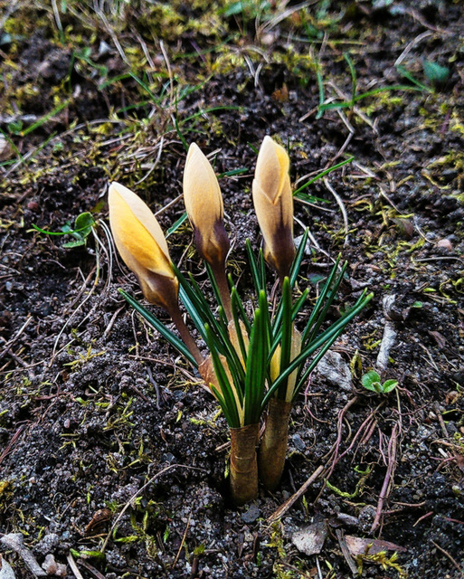 Vorboten des Frühlings  (PiP)