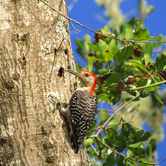 Red-bellied woodpecker