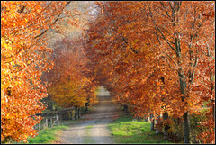 Beech autumn