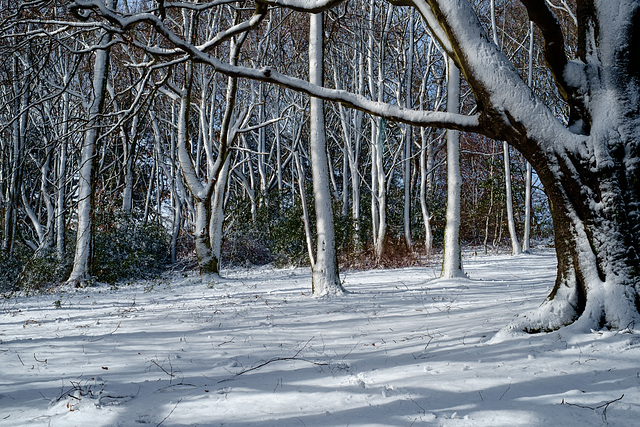 The snow plastered woodland