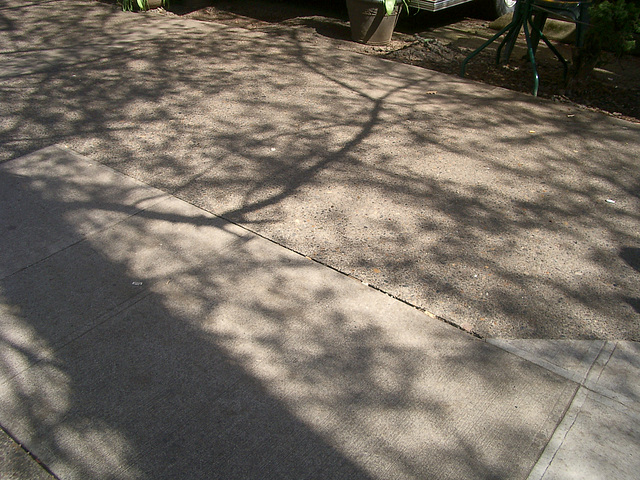 tree shadow