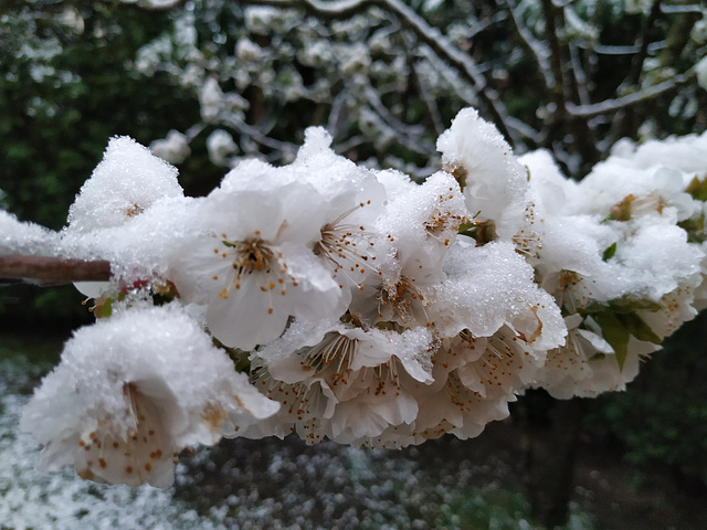 Flores de cerezo nevadas