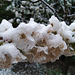 Flores de cerezo nevadas