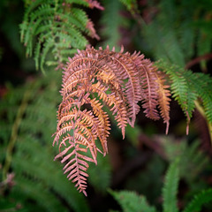 Autumn Bracken. (+PiPs)