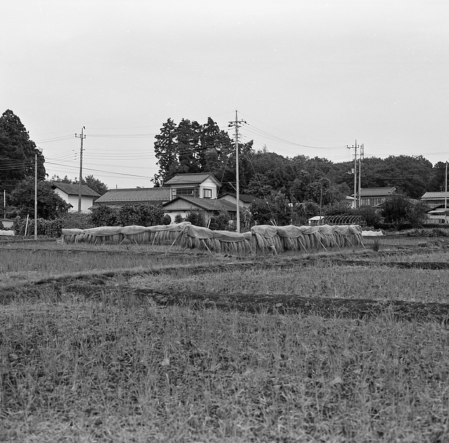 Drying rice after harvesting