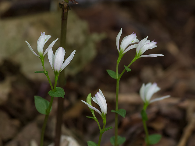 Triphora trianthophora (Three-birds orchids)