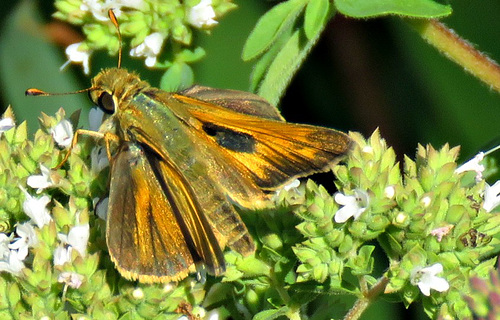 outside 112 skipper - note
