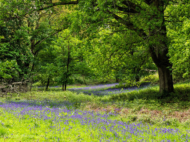 Bluebell Woods 2