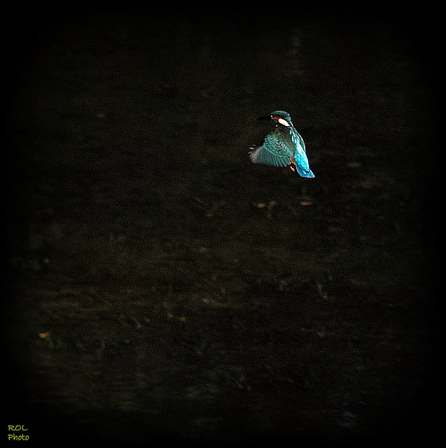 Vol stationnaire de la flèche bleue...