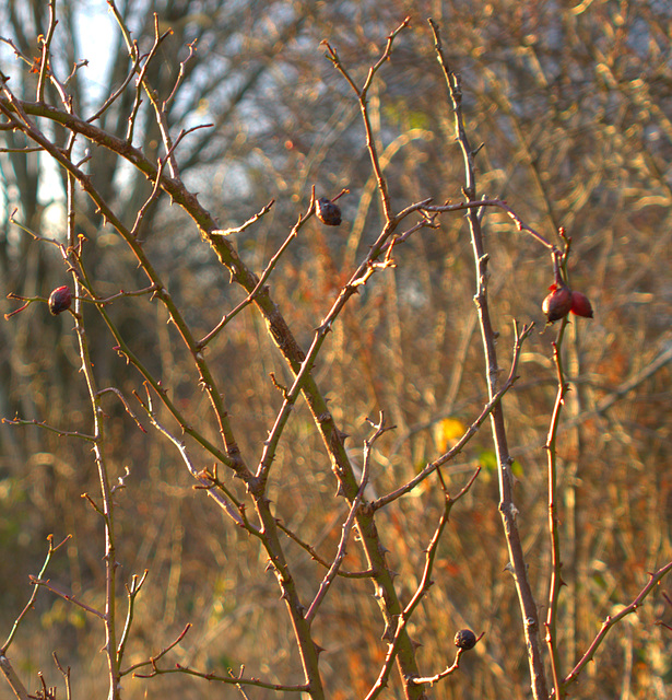 Berries And Branches