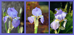 Iris Pallida or Sweet Iris